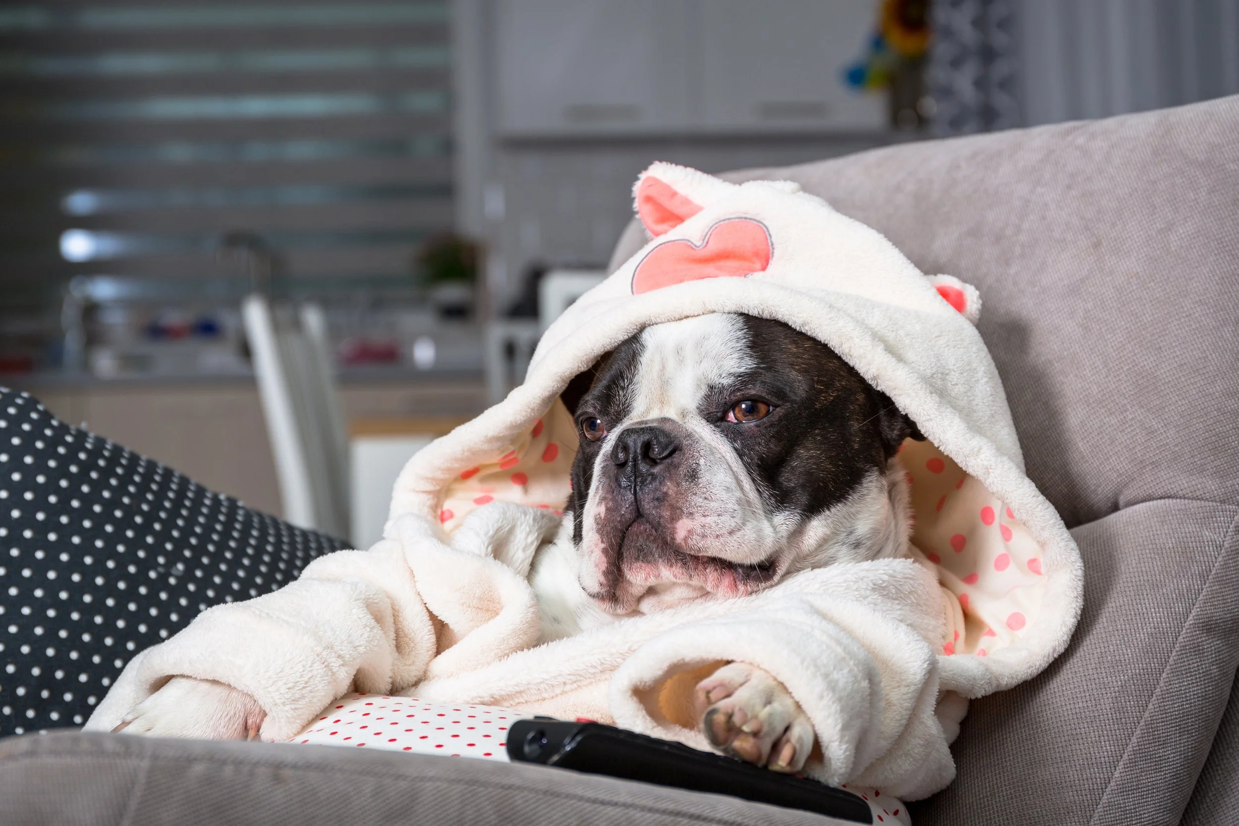 Dog relaxing and watching TV